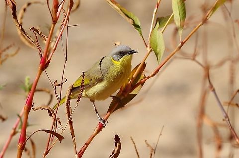 Grey-headed honeyeater (Lichenostomus keartlandi) Ormiston Gorge, NT. Aug 5, 2015. Australia,Geotagged,Grey-headed honeyeater,Lichenostomus keartlandi,Winter
