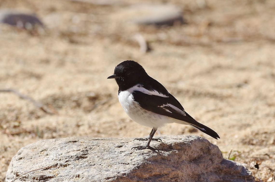 Hooded robin (Melanodryas cucullata) Ormiston Gorge, NT. Aug 5, 2015. Australia,Geotagged,Hooded robin,Melanodryas cucullata,Winter