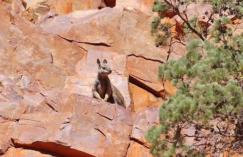 Black-footed rock wallaby (Petrogale lateralis) Ormiston Gorge, NT. Aug 5, 2015. Australia,Black-flanked rock-wallaby,Geotagged,Petrogale lateralis,Winter
