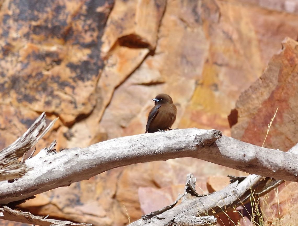 Little woodswallow (Artamus minor) Ormiston Gorge, NT. Aug 5, 2015. Artamus minor,Australia,Geotagged,Little woodswallow,Winter