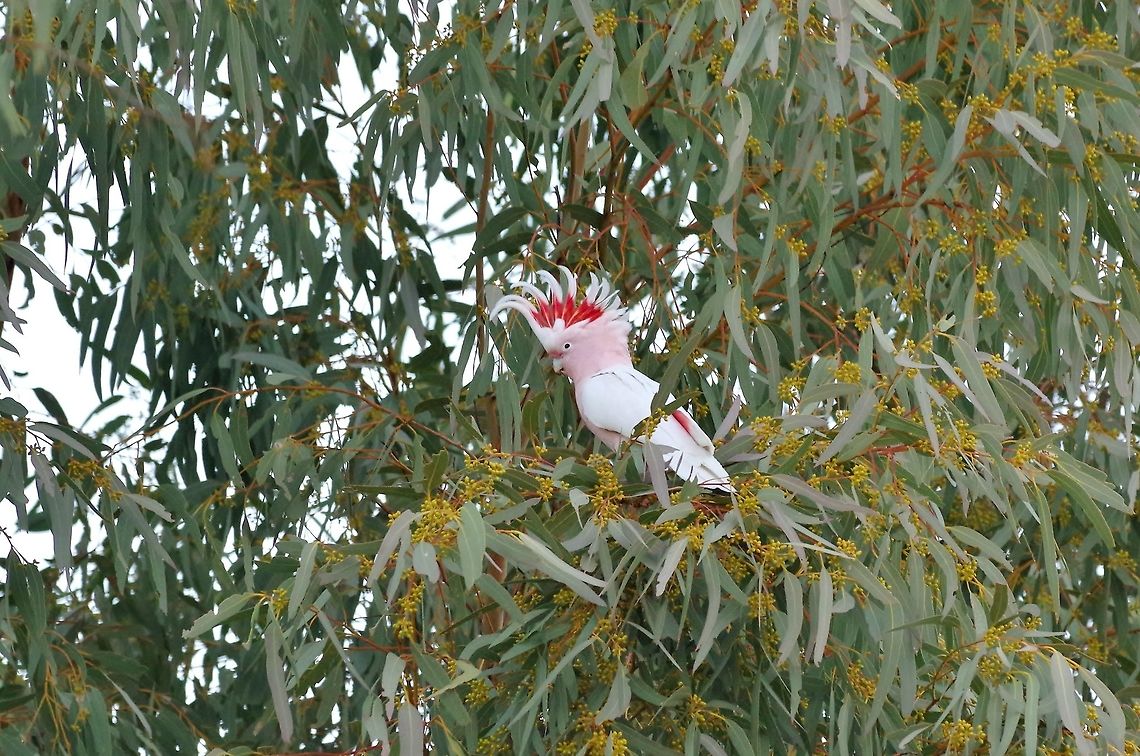 Major Mitchells cockatoo (Lophochroa leadbeateri) Finke Gorge NP, NT. Aug 6, 2015. Australia,Geotagged,Lophochroa leadbeateri,Major Mitchells cockatoo,Winter