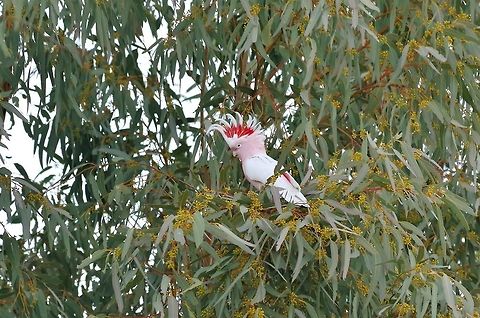 Major Mitchells cockatoo (Lophochroa leadbeateri) Finke Gorge NP, NT. Aug 6, 2015. Australia,Geotagged,Lophochroa leadbeateri,Major Mitchells cockatoo,Winter