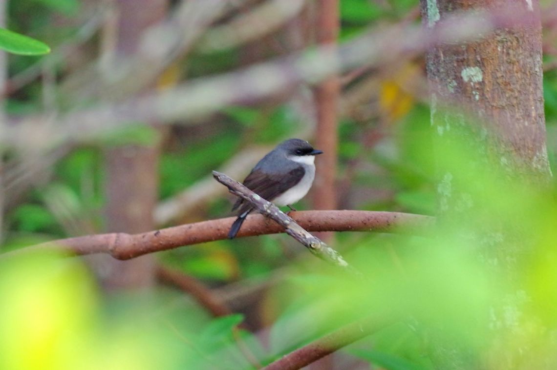 Mangrove robin (Peneoenanthe pulverulenta) Cairns Esplanade, QLD. Aug 7, 2015. Australia,Geotagged,Mangrove robin,Peneoenanthe pulverulenta,Winter