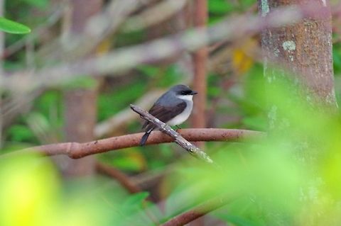 Mangrove robin (Peneoenanthe pulverulenta) Cairns Esplanade, QLD. Aug 7, 2015. Australia,Geotagged,Mangrove robin,Peneoenanthe pulverulenta,Winter