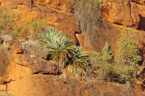 Macrozamia macdonnellii (Zamiaceae) Palm Valley, NT. Aug 5, 2015. Australia,Geotagged,Macrozamia macdonnellii,Winter