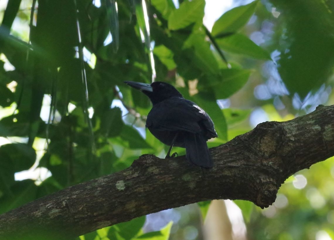 Black butcherbird (Cracticus quoyi) Cairns Botanic Gardens, QLD. Aug 7, 2015. Australia,Black butcherbird,Cracticus quoyi,Geotagged,Winter