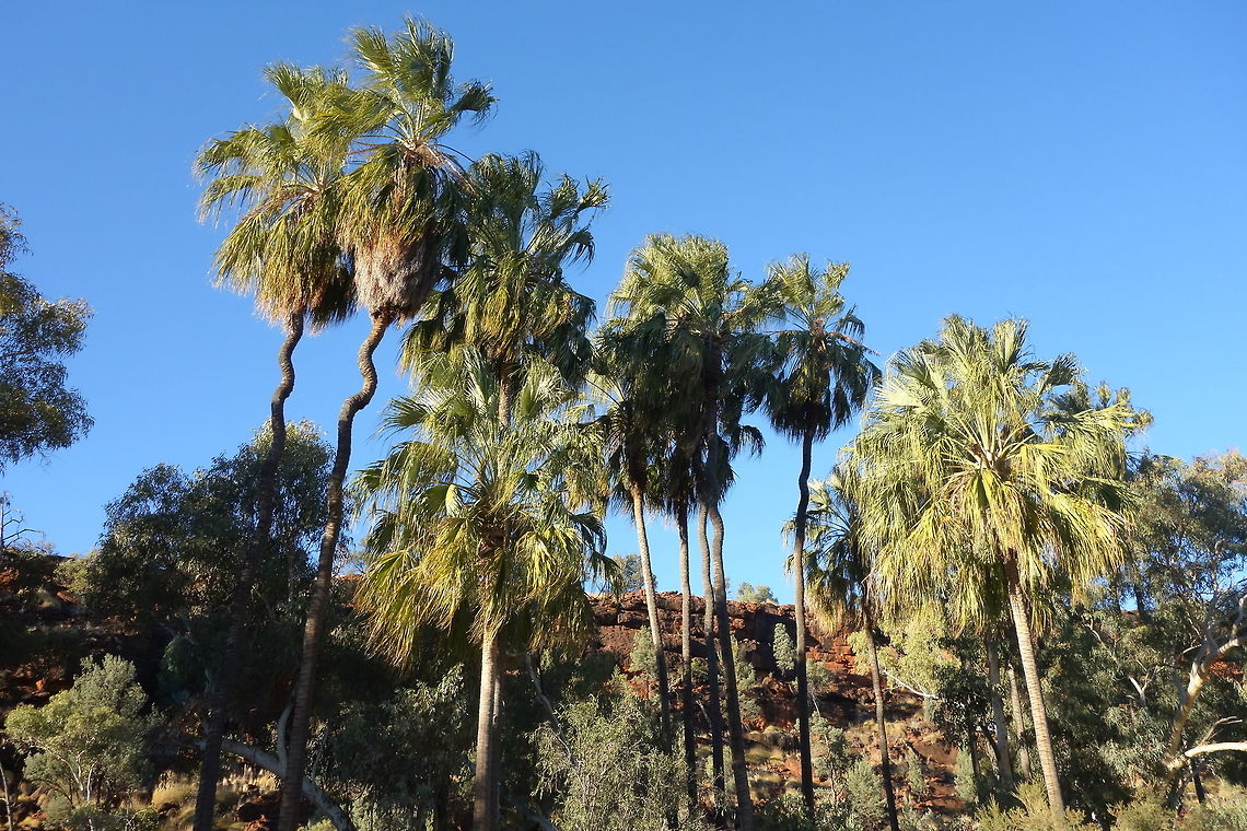 Livistona mariae (Arecaceae) Palm Valley, NT. Aug 5, 2015. Australia,Geotagged,Livistona mariae,Winter