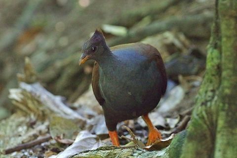 Orange-footed scrubfowl (Megapodius reinwardt) Cairns Botanic Gardens, QLD. Aug 7, 2015. Australia,Geotagged,Megapodius reinwardt,Orange-footed scrubfowl,Winter