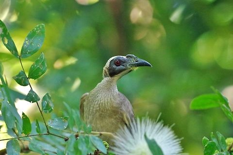 Helmeted friarbird (Philemon buceroides) Cairns Botanic Gardens, QLD. Aug 7, 2015. Australia,Geotagged,Helmeted friarbird,Philemon buceroides,Winter