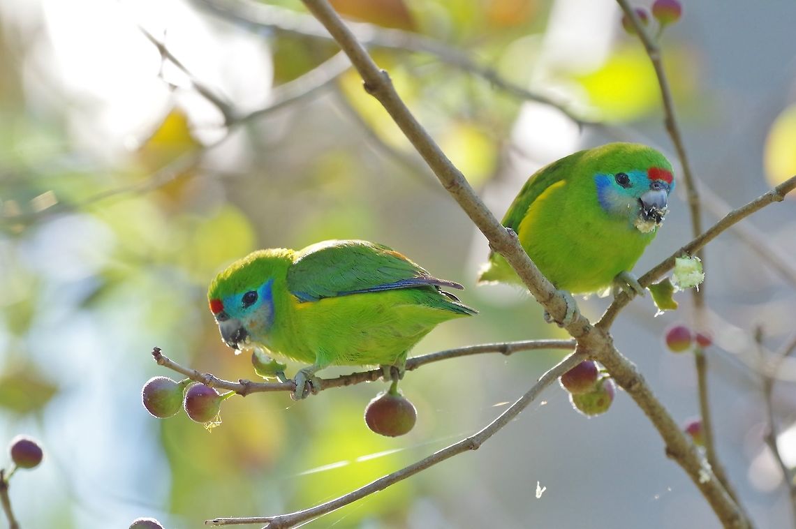 Double-eyed fig parrot (Cyclopsitta diophthalma) Cairns Botanic Gardens, QLD. Aug 7, 2015. Australia,Cyclopsitta diophthalma,Double-eyed fig parrot,Geotagged,Winter