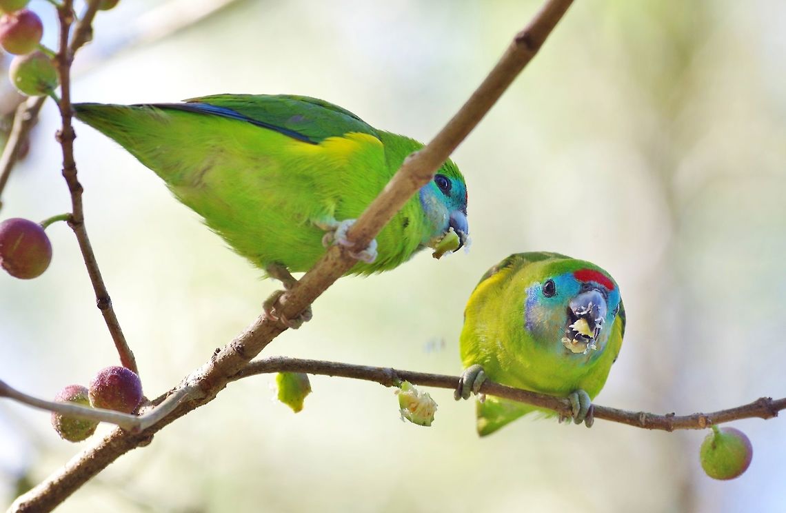Double-eyed fig parrot (Cyclopsitta diophthalma) Cairns Botanic Gardens, QLD. Aug 7, 2015. Australia,Cyclopsitta diophthalma,Double-eyed fig parrot,Geotagged,Winter