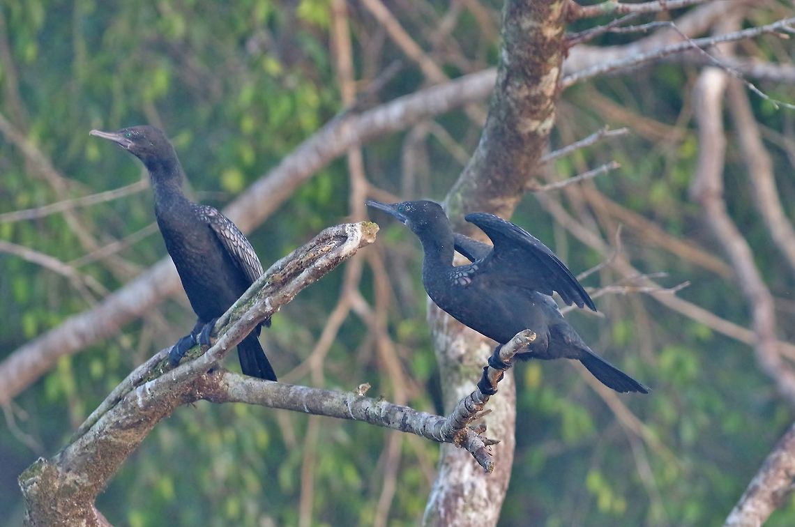 Little black cormorants (Phalacrocorax sulcirostris) Daintree river, QLD. AUg 9, 2015. Australia,Geotagged,Phalacrocorax sulcirostris,Winter,little black cormorant