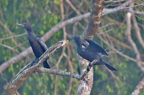 Little black cormorants (Phalacrocorax sulcirostris) Daintree river, QLD. AUg 9, 2015. Australia,Geotagged,Phalacrocorax sulcirostris,Winter,little black cormorant