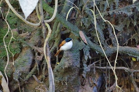 Shining flycatcher (Myiagra alecto) female. Daintree river, QLD. Aug 9, 2015. Australia,Geotagged,Myiagra alecto,Shining flycatcher,Winter