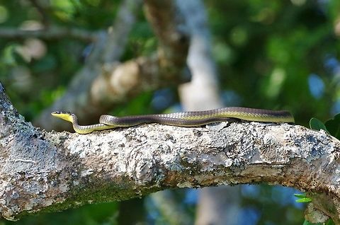 Common tree snake (Dendrelaphis punctulata) Daintree river, QLD. Aug 9, 2015. Australia,Dendrelaphis punctulata,Geotagged,Winter