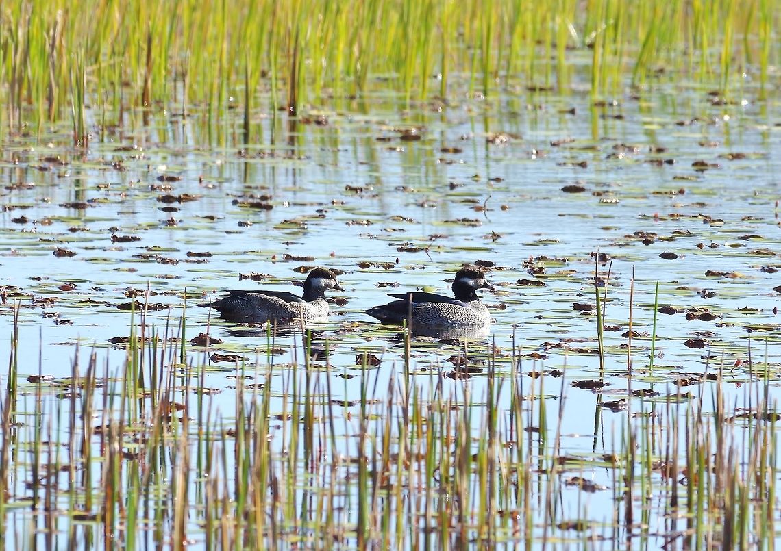 Green pygmy goose (Nettapus pulchellus) Mareeba Wetlands Reserve, QLD. Aug 9, 2015. Australia,Geotagged,Green pygmy goose,Nettapus pulchellus,Winter