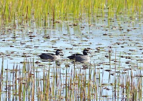 Green pygmy goose (Nettapus pulchellus) Mareeba Wetlands Reserve, QLD. Aug 9, 2015. Australia,Geotagged,Green pygmy goose,Nettapus pulchellus,Winter