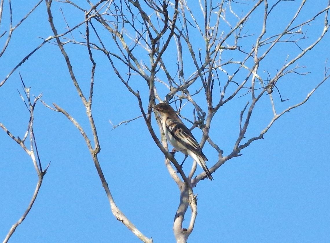 White-winged triller (Lalage tricolor) Mareeba Wetlands Reserve, QLD. Aug 9, 2015. Australia,Geotagged,Lalage tricolor,White-winged triller,Winter