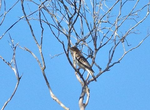 White-winged triller (Lalage tricolor) Mareeba Wetlands Reserve, QLD. Aug 9, 2015. Australia,Geotagged,Lalage tricolor,White-winged triller,Winter