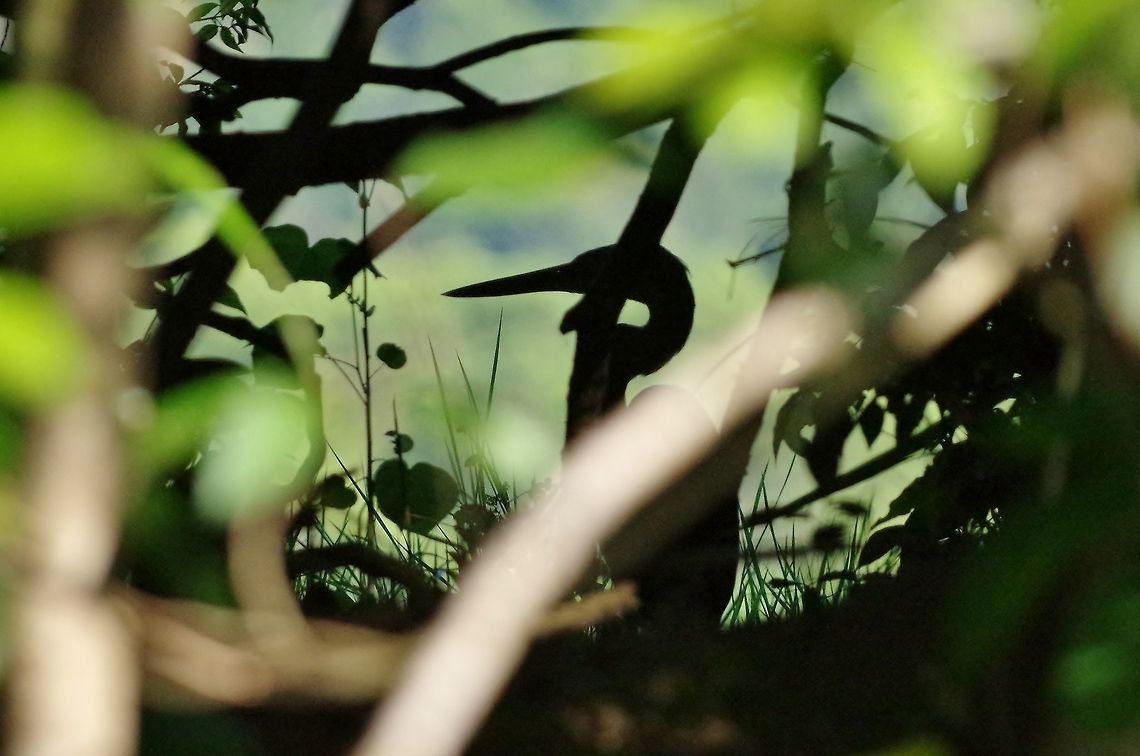 Great-billed heron (Ardea sumatrana) shadow theater Daintree river, QLD. Aug 9, 2015. Ardea sumatrana,Australia,Geotagged,Great-billed heron,Winter