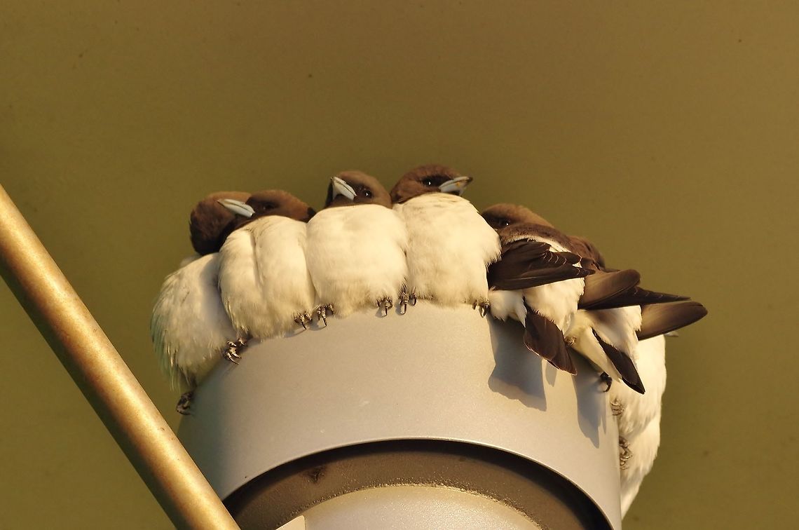 White-breasted woodswallows (Artamus leucorynchus) roosting in a public light. Cairns Esplanade, QLD. Aug 7, 2015. Artamus leucorynchus,Australia,Geotagged,White-breasted woodswallow,Winter