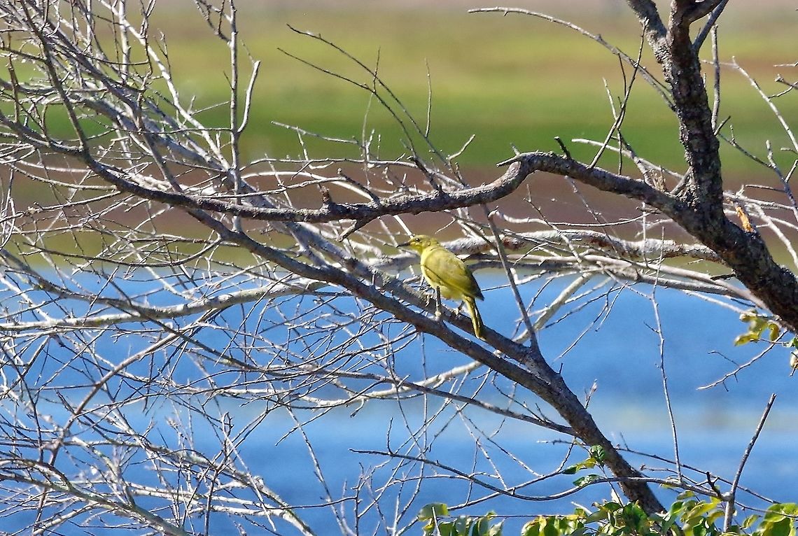 Yellow honeyeater (Lichenostomus flavus) Lake Mitchell, QLD. Aug 9, 2015. Australia,Geotagged,Lichenostomus flavus,Winter,Yellow honeyeater