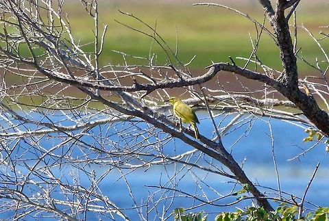 Yellow honeyeater (Lichenostomus flavus) Lake Mitchell, QLD. Aug 9, 2015. Australia,Geotagged,Lichenostomus flavus,Winter,Yellow honeyeater