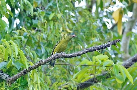 Green oriole (Oriolus flavocinctus) Red Mill House, Daintree, QLD. Aug 8, 2015. Australia,Geotagged,Green oriole,Oriolus flavocinctus,Winter