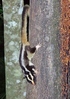 Striped possum (Dactylopsila trivirgata) Crater Lakes National Park, QLD. Aug 9, 2015. Australia,Dactylopsila trivirgata,Geotagged,Striped possum,Winter