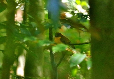 Golden bowerbird (Prionodura newtoniana) Mount Hypipamee National Park, QLD. Aug 20, 2015. Australia,Geotagged,Golden bowerbird,Prionodura newtoniana,Winter