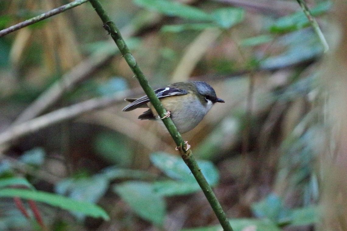 Grey-headed robin (Heteromyias cinereifrons) Crater lakes National Park, QLD. Aug 10, 2015. Australia,Geotagged,Grey-headed robin,Heteromyias cinereifrons,Winter