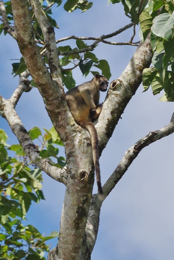 Lumholtz's tree-kangaroo (Dendrolagus lumholtzi) Nerada plantation, QLD. Aug 10, 2015. Australia,Dendrolagus lumholtzi,Geotagged,Lumholtzs tree-kangaroo,Winter