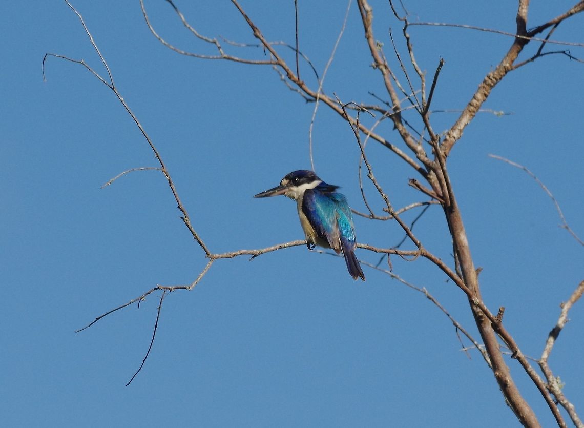Forest kingfisher (Todiramphus macleayii) Hasties Swamp National Park, QLD. Aug 10, 2015. Australia,Forest kingfisher,Geotagged,Todiramphus macleayii,Winter