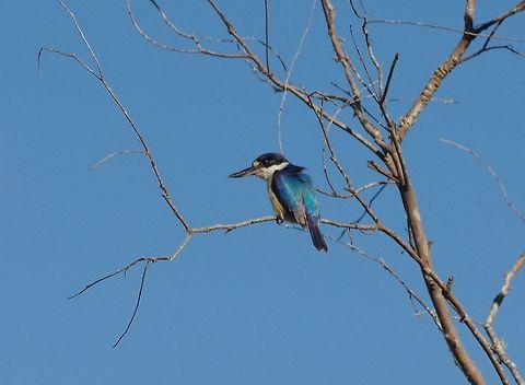 Forest kingfisher (Todiramphus macleayii) Hasties Swamp National Park, QLD. Aug 10, 2015. Australia,Forest kingfisher,Geotagged,Todiramphus macleayii,Winter