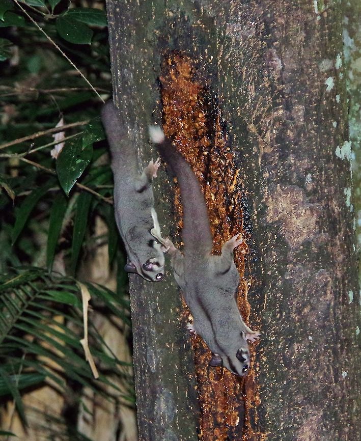 Sugar gliders (Petaurus breviceps) Crater Lakes National Park, QLD. Aug 10, 2015. Australia,Geotagged,Petaurus breviceps,Sugar glider,Winter
