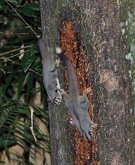 Sugar gliders (Petaurus breviceps) Crater Lakes National Park, QLD. Aug 10, 2015. Australia,Geotagged,Petaurus breviceps,Sugar glider,Winter