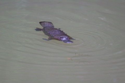 Platypus (Ornithorhynchus anatinus) Peterson Creek, Yungaburra, QLD. Aug 10, 2015. Australia,Geotagged,Ornithorhynchus anatinus,Platypus,Winter