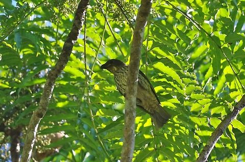 Tooth-billed bowerbird (Scenopoeetes dentirostris) Crater Lakes National Par, QLD. Aug 11, 2015. Australia,Geotagged,Scenopoeetes dentirostris,Tooth-billed bowerbird,Winter