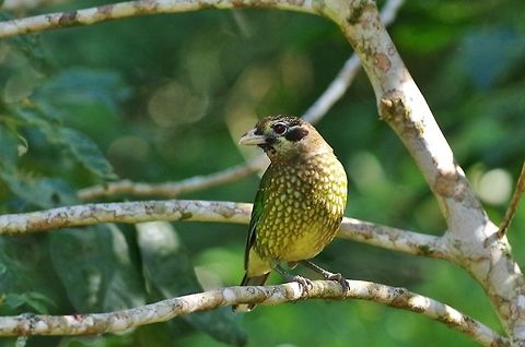 Spotted catbird (Ailuroedus maculosus) Crater Lakes National Par, QLD. Aug 11, 2015. Ailuroedus maculosus,Australia,Geotagged,Spotted catbird,Winter