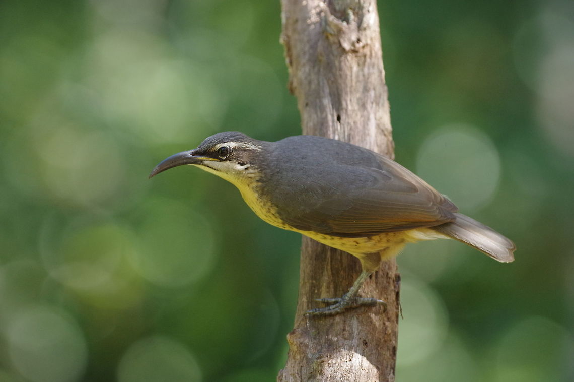 Victoria's Riflebird (Ptiloris victoriae) female Crater Lakes National Park, QLD. Aug 11, 2015. Australia,Geotagged,Ptiloris victoriae,Victorias Riflebird,Winter