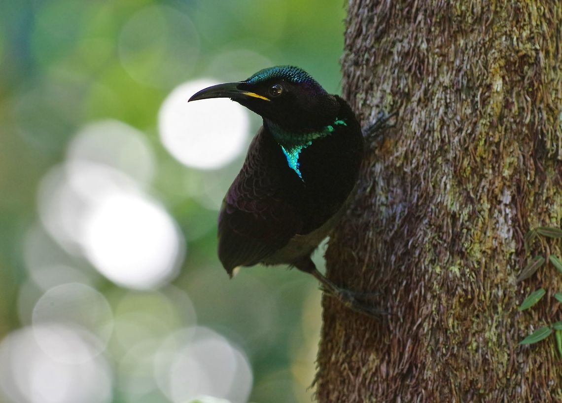 Victoria's Riflebird (Ptiloris victoriae) male Crater Lakes National Park, QLD. Aug 11, 2015. Australia,Geotagged,Ptiloris victoriae,Victorias Riflebird,Winter
