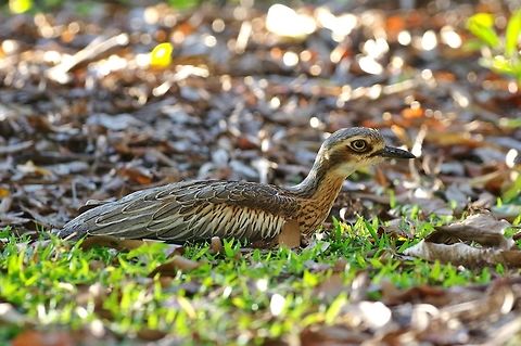 Bush stone-curlew (Burhinus grallarius) Cedar Park, Koah, QLD. Aug 11, 2015. Australia,Burhinus grallarius,Bush stone-curlew,Geotagged,Winter