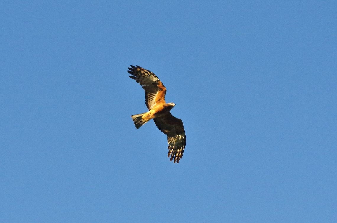 Square-tailed kite (Lophoictinia isura) Cedar Park, Koah, QLD. Aug 11, 2015. Australia,Geotagged,Lophoictinia isura,Square-tailed kite,Winter