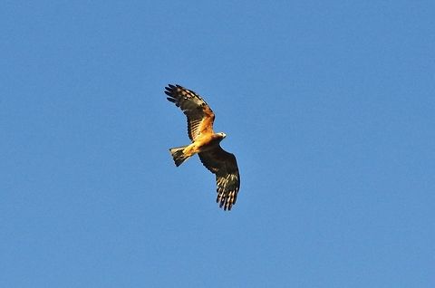 Square-tailed kite (Lophoictinia isura) Cedar Park, Koah, QLD. Aug 11, 2015. Australia,Geotagged,Lophoictinia isura,Square-tailed kite,Winter