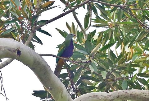 Wompoo fruit dove (Ptilinopus magnificus) Cedar Park, Koah, QLD. Aug 12, 2015. Australia,Geotagged,Ptilinopus magnificus,Winter,Wompoo fruit dove