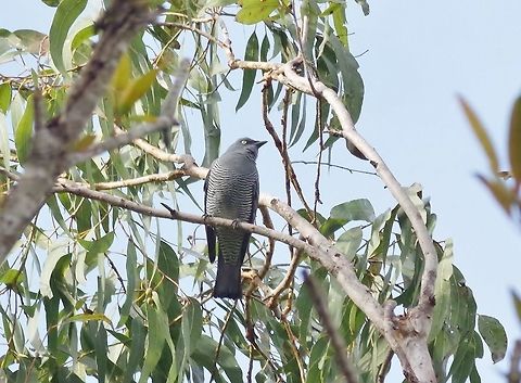 Barred cuckooshrike (Coracina lineata) Cedar Park, Koah, QLD. Aug 12, 2015. Australia,Barred cuckooshrike,Coracina lineata,Geotagged,Winter