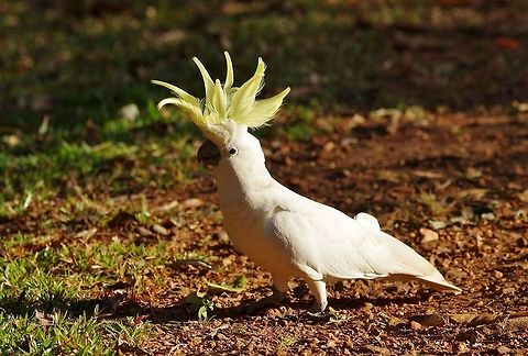 Sulphur-crested Cockatoo (Cacatua galerita) Cedar Park, Koah, QLD. Aug 12, 2015. Australia,Cacatua galerita,Geotagged,Sulphur-crested Cockatoo,Winter
