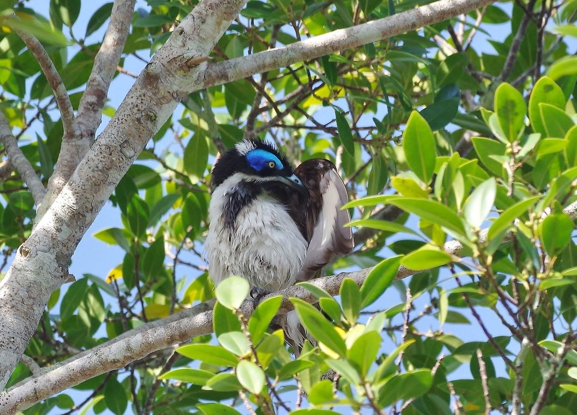 Blue-faced Honeyeater (Entomyzon cyanotis) Kuranda, QLD. Aug 12, 2015. Australia,Blue-faced Honeyeater,Entomyzon cyanotis,Geotagged,Winter
