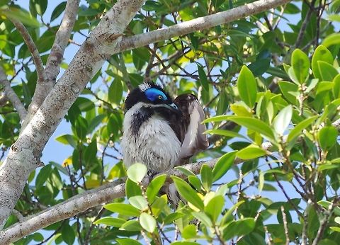 Blue-faced Honeyeater (Entomyzon cyanotis) Kuranda, QLD. Aug 12, 2015. Australia,Blue-faced Honeyeater,Entomyzon cyanotis,Geotagged,Winter