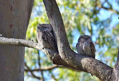 Tawny Frogmouths (Podargus strigoides) Mount Coot Tha Forest, Brisbane, QLD. Aug 13, 2015. Australia,Geotagged,Podargus strigoides,Tawny Frogmouth,Winter